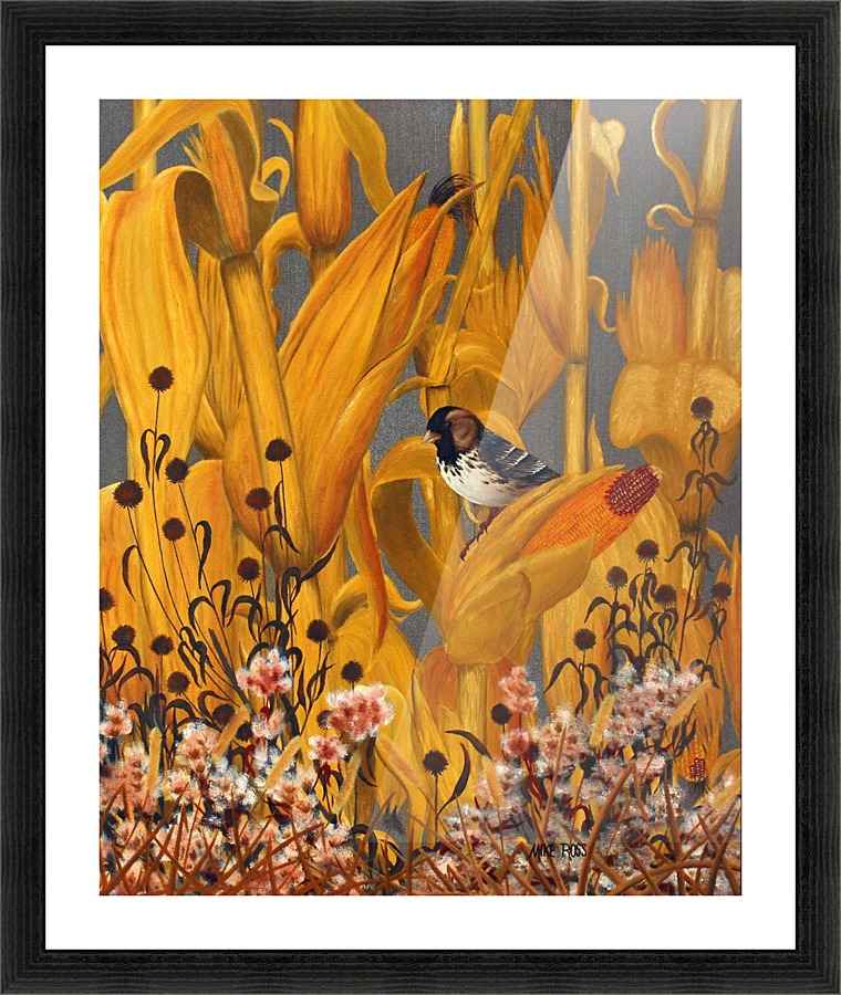 Harris Sparrow Picture Frame print