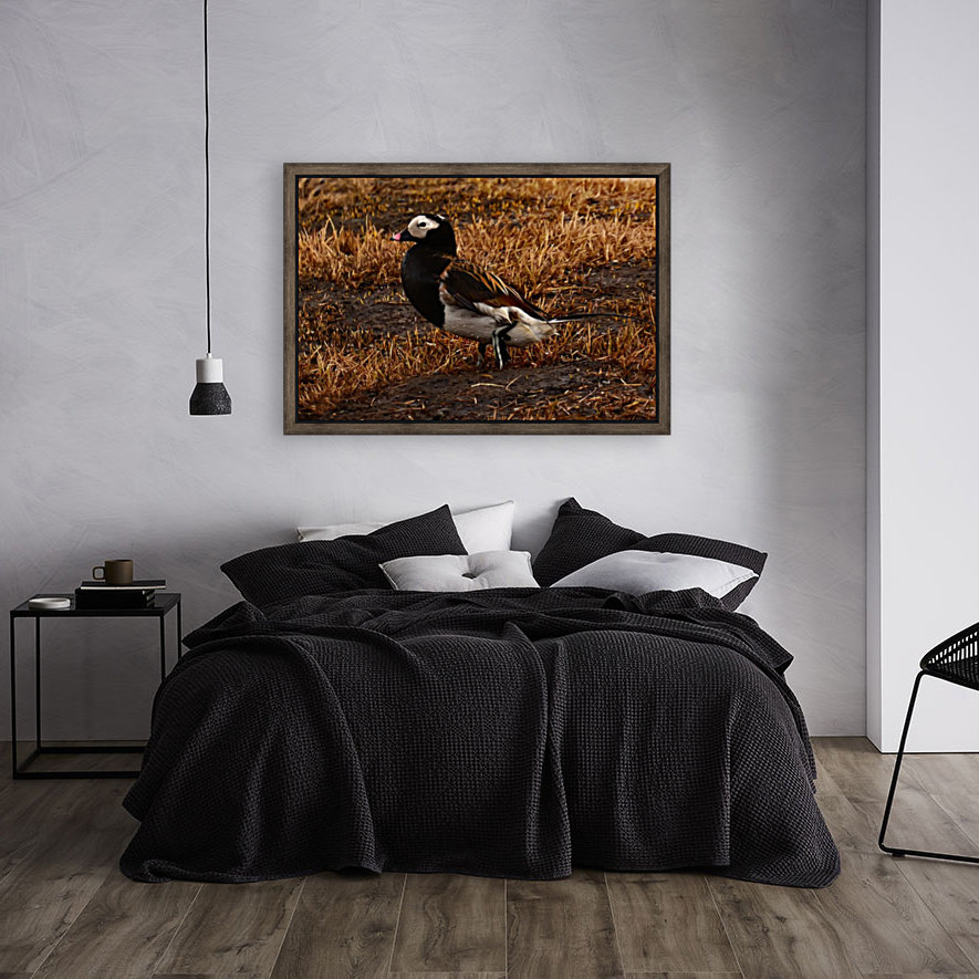 Long-tailed Duck Reproduction