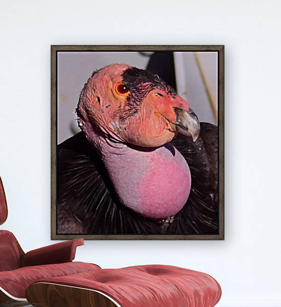 CaliforniaCondor by Mike Ross
