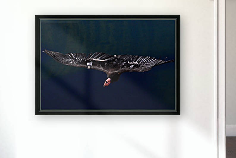 CaliforniaCondor by Mike Ross