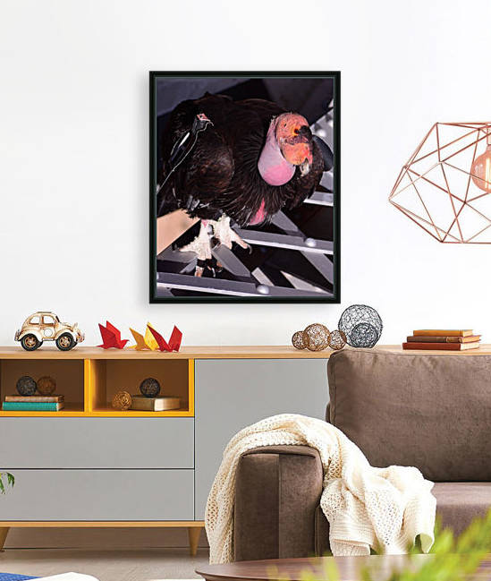 CaliforniaCondor by Mike Ross