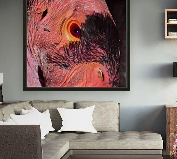 CaliforniaCondor by Mike Ross