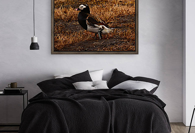 Long-tailed Duck by Mike Ross