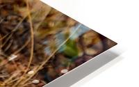SmithsLongspur HD Metal print