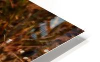 SmithsLongspur HD Metal print