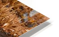 Long-tailed Duck HD Metal print