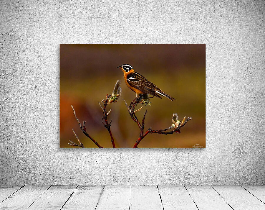 Smiths Longspur Wall Preview