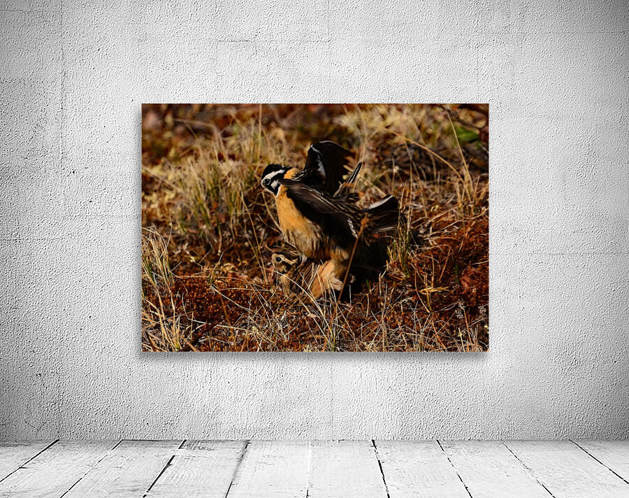 SmithsLongspur Wall Preview