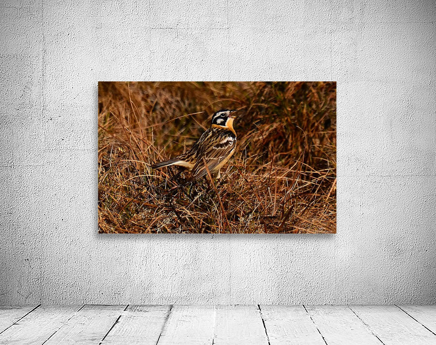 SmithsLongspur Wall Preview