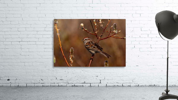 TreeSparrow Wall Preview