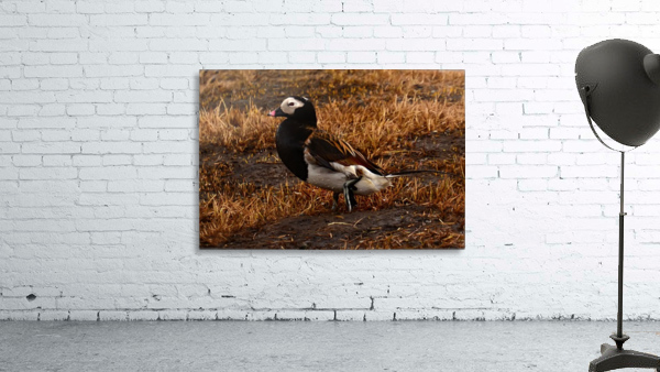 Long-tailed Duck Wall Preview