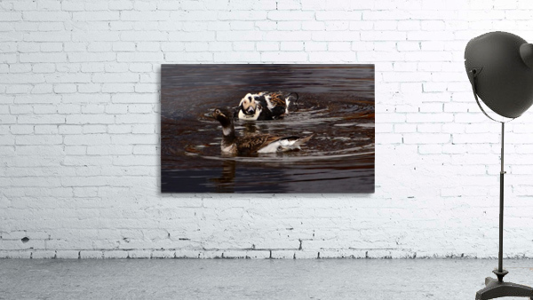 Long-tailed Duck Wall Preview