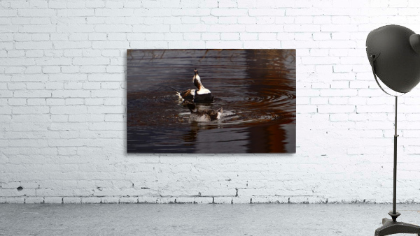 Long-tailed Duck Wall Preview