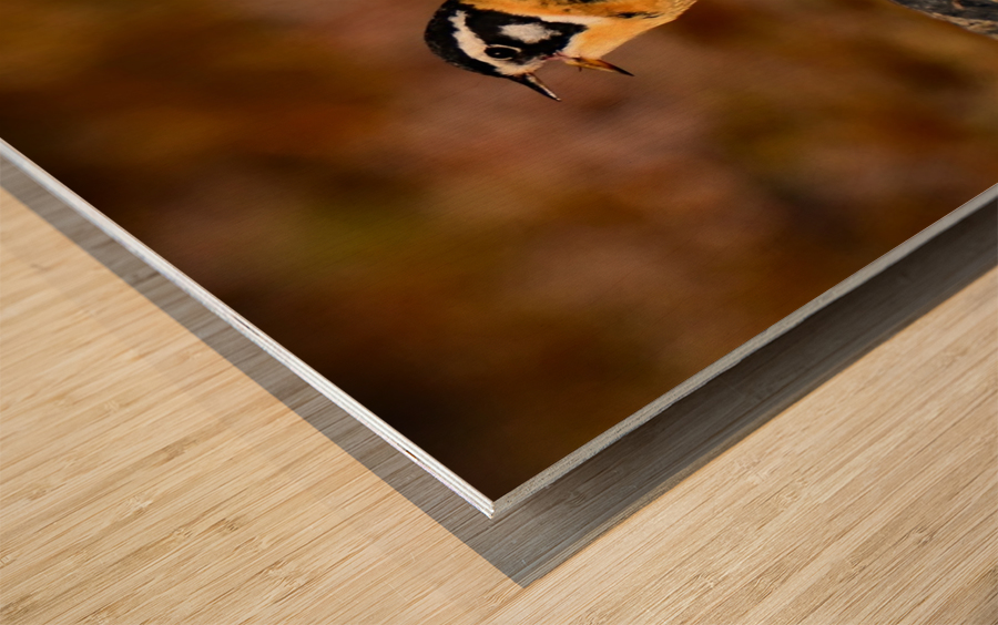 SmithsLongspur Wood print