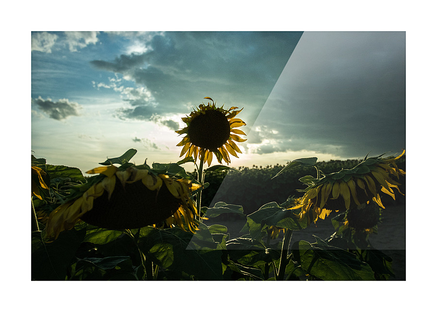 lonely sunflower Picture Frame print