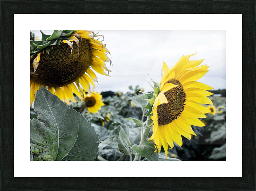 sunflower  Picture Frame print