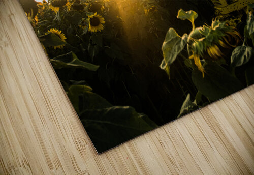 Harvester  matt nelson puzzle
