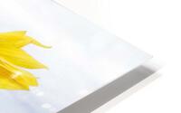 sunflower  HD Metal print