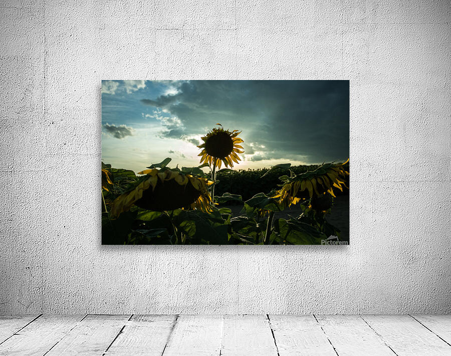 lonely sunflower Wall Preview