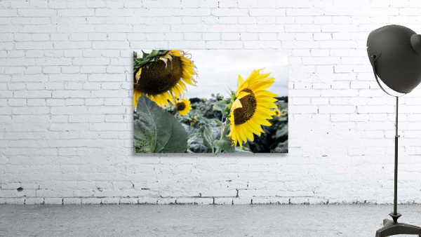 sunflower  Wall Preview