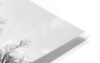 The Tree II HD Metal print