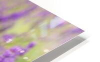 Lavenders HD Metal print