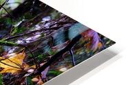 A day in forest HD Metal print