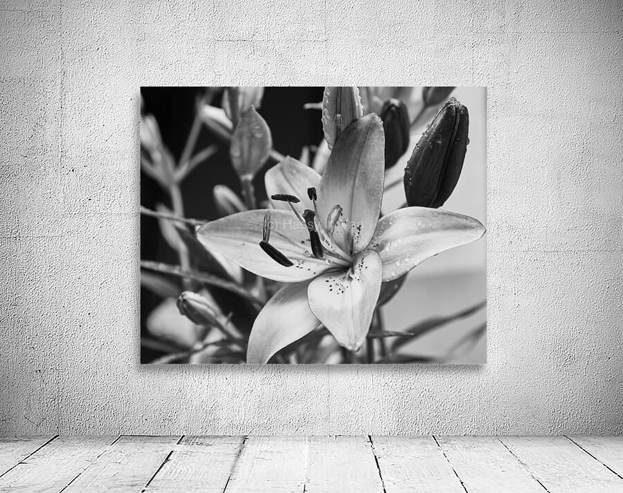 Lily Wall Preview