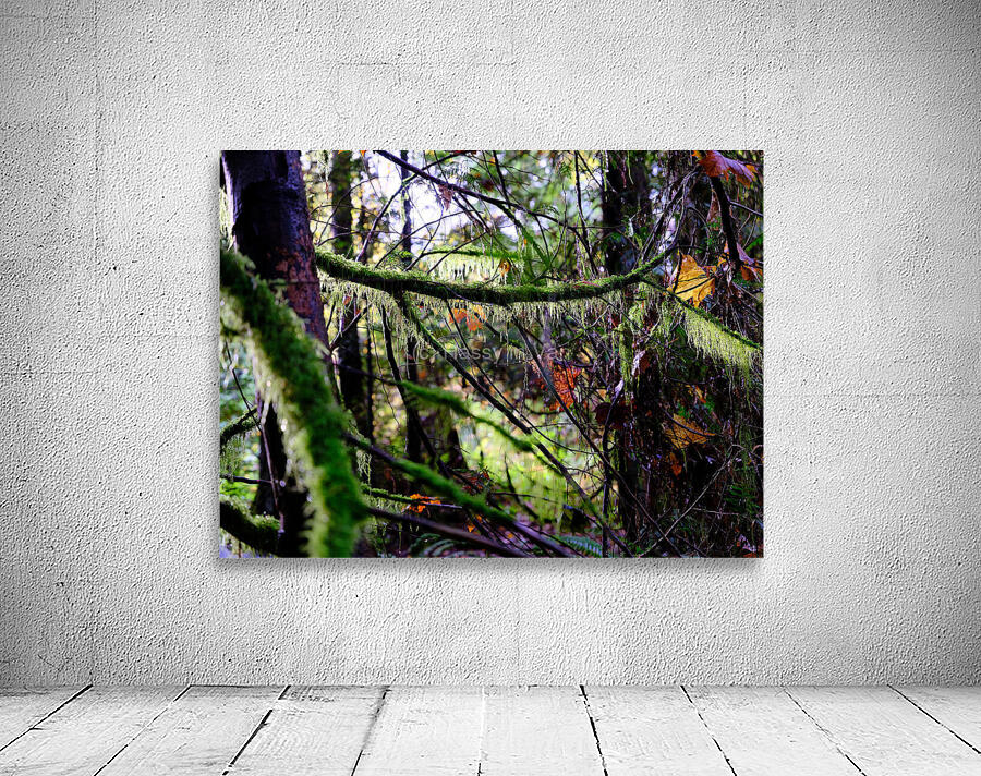 A day in forest Wall Preview