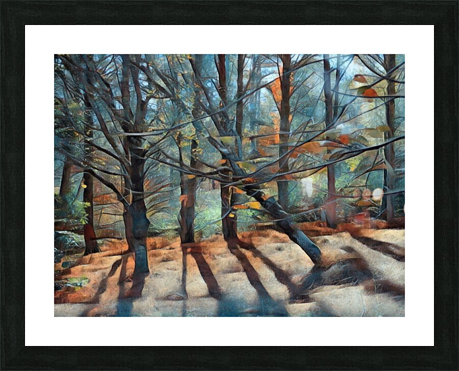 Tree Shadows From The Forest Picture Frame print