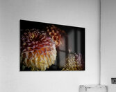 Rainbow Petals  Acrylic Print