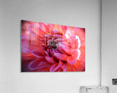 PInk Summer Show Acrylic Print