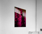 Pink Flow Acrylic Print