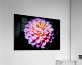 Pink Drama Queen Acrylic Print