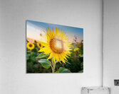 Sunflowers at Sunset Acrylic Print