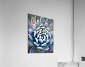 Succulent Impression acrylique