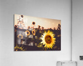 Sunflower Farm Acrylic Print