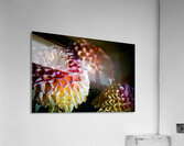 Capow  Acrylic Print