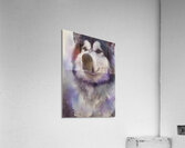 Alaskan Malamute  Acrylic Print
