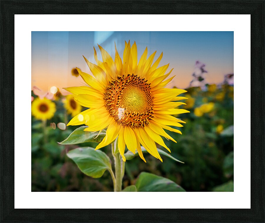 Sunflowers at Sunset Picture Frame print