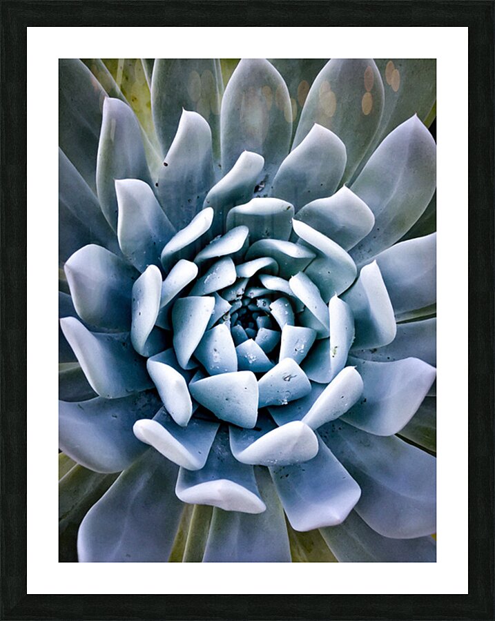 Succulent Impression et Cadre photo