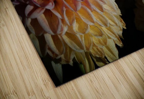 Rainbow Petals  Constance Ross Photography puzzle