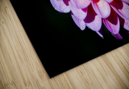 Pink Drama Queen Constance Ross Photography puzzle