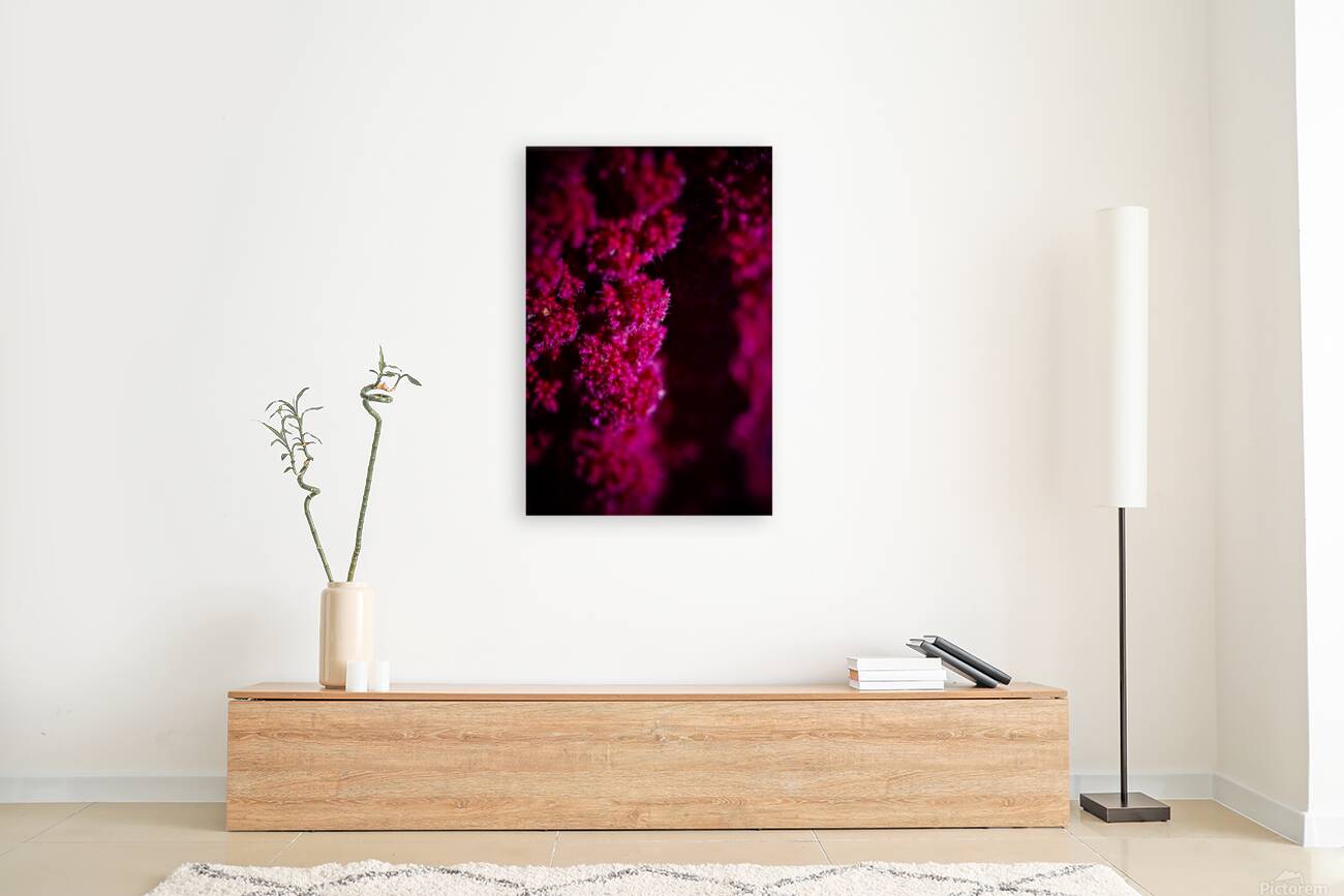 Pink Flow Reproduction