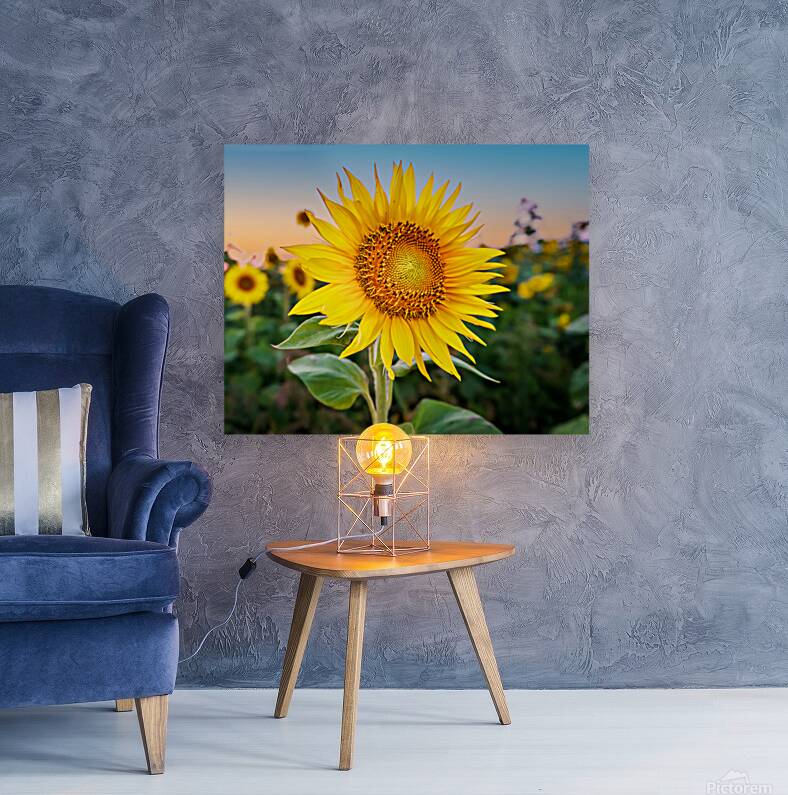 Sunflowers at Sunset Reproduction