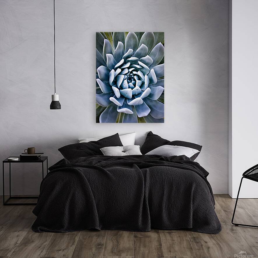 Succulent Reproduction