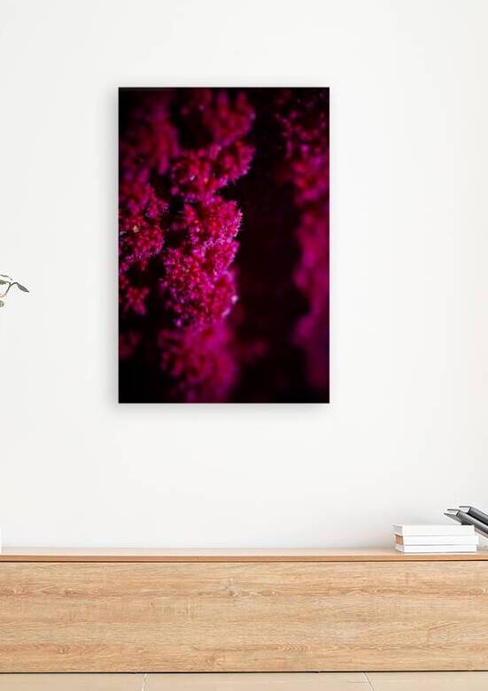Pink Flow Reproduction