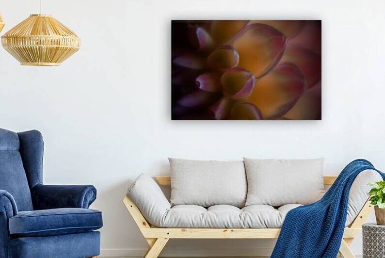 Dahlia Petals  by Constance Ross Photography