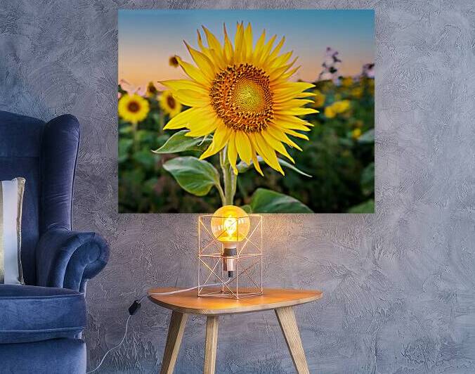 Sunflowers at Sunset Reproduction