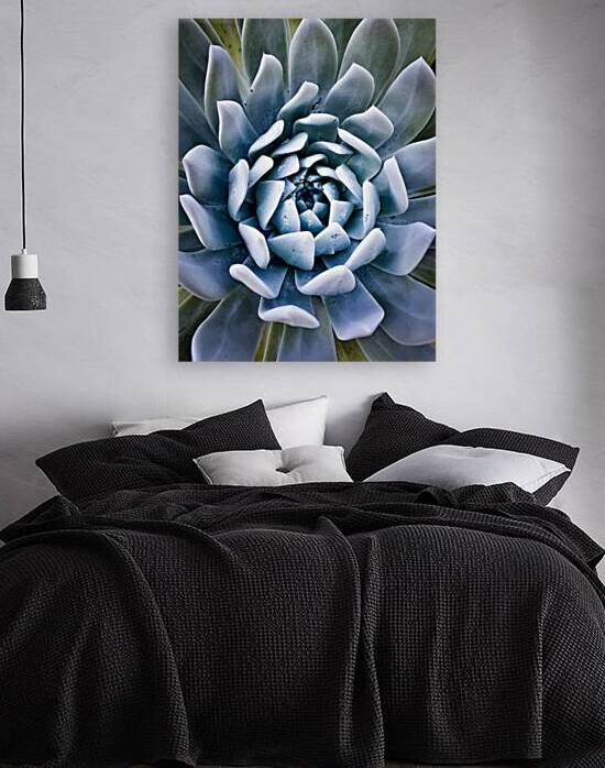 Succulent Reproduction